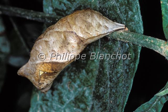 caligo eurilochus chrysalide.JPG - Chrysalide de Caligo eurilochusPapillon chouetteOwl butterfly Lepidoptera, NymphalidaeGuyane